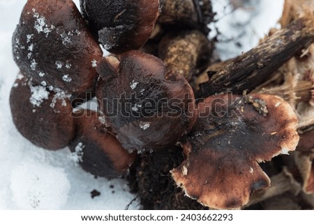 
composition of mushrooms in the snow in winter