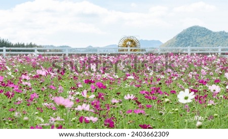 "Picture of a flower garden where colorful pink flowers were planted until the field was full There is a white wooden fence separating the area. On the other side is a water baler.