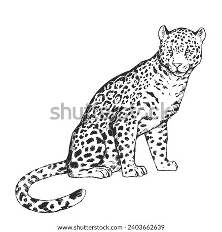 Vector hand-drawn illustration of jaguar in engraving style. Sketch of wild American animal isolated on white.