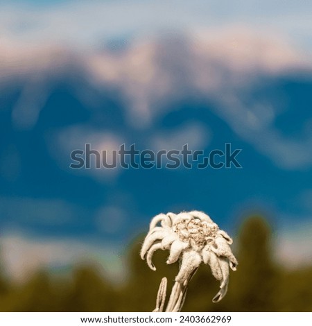 Leontopodium alpinum, Edelweiss, at Mount Patscherkofel, Innsbruck, Tyrol, Austria