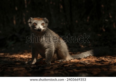 Crowned lemur with baby in the forest. Group of lemurs in Madagascar nature. Gray lemur with brown head.