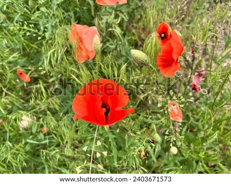 Macro photo red wild flower poppy. Stock photo poppy flowers field 