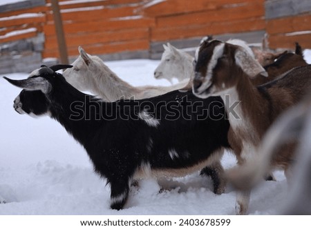 
Anglo-Nubian cute goats in winter in a paddock walking in the snow