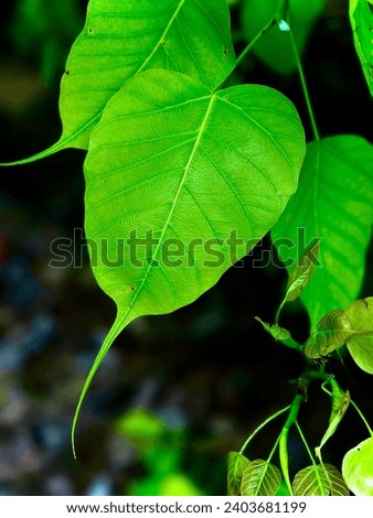 Hundreds of bodhi leaves images to choose from. Free high resolution picture download. Royalty-free images. Free Tree Bodhi Tree photo and picture.