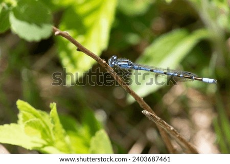 bluet, Narrow-winged Damselflies, Family Coenagrionidae, pond damsels, American Bluets Royalty-Free Stock Photo #2403687461