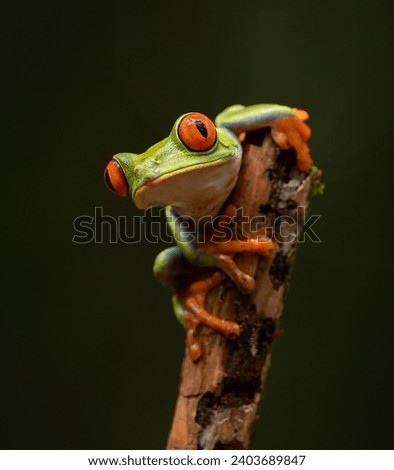 Red-eyed Tree Frog in the Rainforest of Costa Rica  Royalty-Free Stock Photo #2403689847