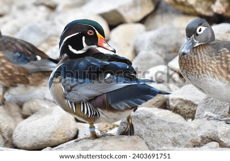 Male and female Wood Duck standing on rock. Colorful carolin duck.	