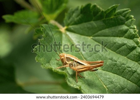 Dark bush-cricket (Pholidoptera griseoaptera) female nymph in side view on a green leaf - Baden-Württemberg, Germany           Royalty-Free Stock Photo #2403694479