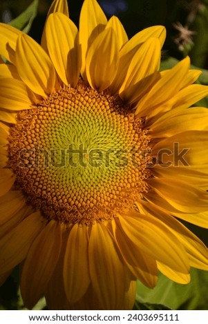 Close-up picture of yellow sunflower