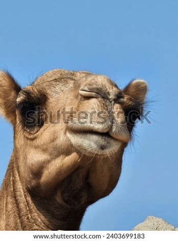 Camel visiting us in the Saudi Arabian desert.