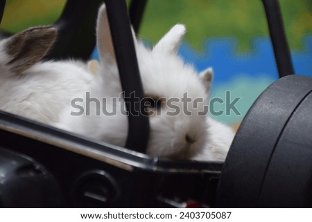 Lovely white baby rabbit. Baby bunny rabbits 