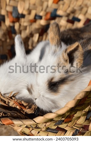 Lovely white baby rabbit. Baby bunny rabbits 
