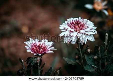 two beautiful white and pink chrysanthemum, flower macro image close-up