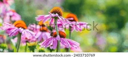 echinacea purpurea - coneflower close up in the garden Royalty-Free Stock Photo #2403710769
