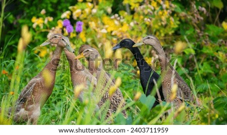 flock of indian runner ducks in the garden 
