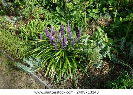 Liriope muscari 'Moneymaker', syn. big blue lilyturf, lilyturf, border grass, monkey grass is an erect evergreen perennial that produces blue-purple flowers in panicles from August to October. Berlin Royalty-Free Stock Photo #2403713143