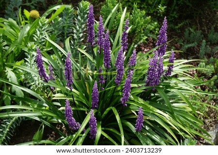 Liriope muscari 'Moneymaker', syn. big blue lilyturf, lilyturf, border grass, monkey grass is an erect evergreen perennial that produces blue-purple flowers in panicles from August to October. Berlin
