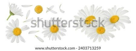 chamomile or daisies isolated on white background with  full depth of field. Set or collection. Royalty-Free Stock Photo #2403713259