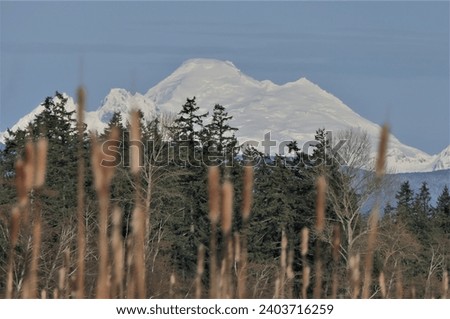 Majestic, snow-covered peaks of Mt. Baker dominate the background, likely a scene from a colder season or high-altitude region. The mountain, enveloped in a soft haze, towers over a line of trees.