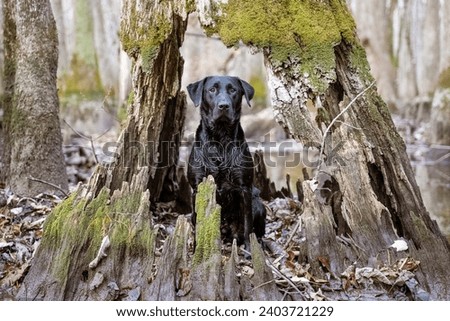 Black Labrador Retriever Posing Inside A Cypress Tree Stump In Arkansas.  Arkansas Duck Hunting Photos. 