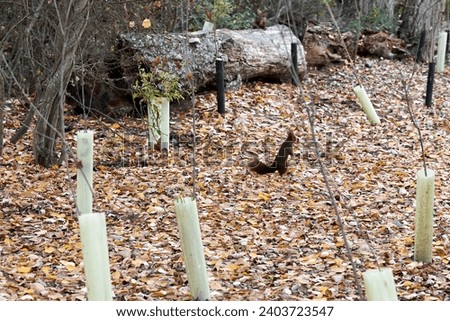 Squirrel among dry leaves in an autumn landscape in the area of young tree seedlings