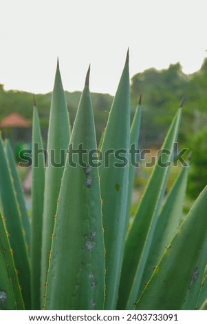 Closeup of blue agave plants in the garden making tequila industry tequila concept