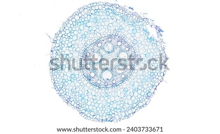 Zea mays (corn) root cross section. Monocot root histology Royalty-Free Stock Photo #2403733671