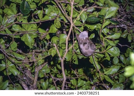 A sloth hanging from a tree in Tortuguero National Park at night (Costa Rica)
