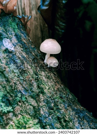 Small porcelain mushrooms grow naturally in damp, dead wood.
