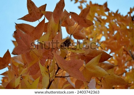 Maple leaves are becoming colorful in Autumn. The maple leaves tree picture will be best for the background texture. The orange and red colour leaves 🍂  create the picture more beautiful. 