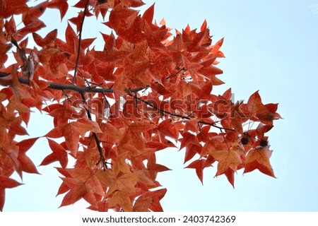 Maple leaves are becoming colorful in Autumn. The maple leaves tree picture will be best for the background texture. The orange and red colour leaves 🍂  create the picture more beautiful. 