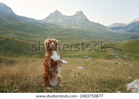 A poised Nova Scotia Duck Tolling Retriever stands on hind legs, mountain majesty behind. This attentive dog is the picture of mountain adventure and companionship