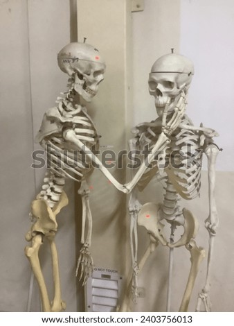 Picture of skeleton in love in anatomy lab