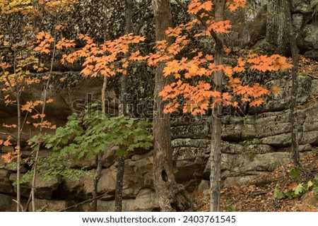 Trees (including sugar maple and American beech) in autumn colors against a rocky bank near Pine Bush, New York. Acer saccharum, fagus grandiflora Royalty-Free Stock Photo #2403761545