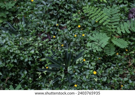 Small yellow flowers surrounded by green leaves.