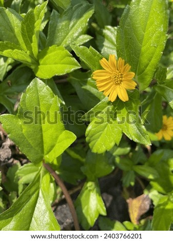 A yellow flower in a background of green leaves.