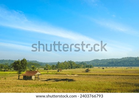 a view of rice fields during the dry season  Royalty-Free Stock Photo #2403766793