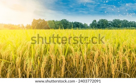 golden wheat field rice land