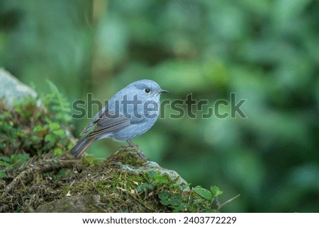 Plumbeous water redstart in the forest of Taiwan