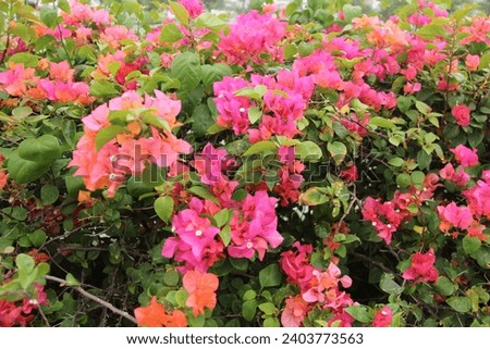 Bougainvillea is a genus of thorny ornamental vines, bushes, and trees belonging to the four o' clock family, Nyctaginaceae. 