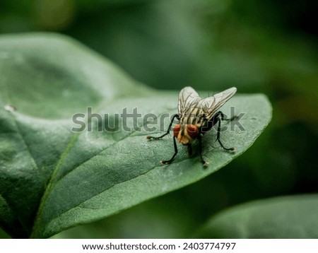 Various poses of flesh fly (Sarcophagidae) when perched in trees, looking for food Royalty-Free Stock Photo #2403774797