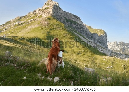 A Nova Scotia Duck Tolling Retriever and a Jack Russell Terrier contemplate a mountain vista, symbolizing companionship and adventure