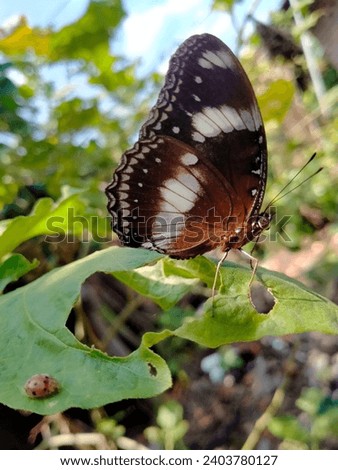 This picture is a black-white butterfly perched on turkey berry leaf.Illuminated by the morning sun and a butterfly accompanied by an ladybug.
