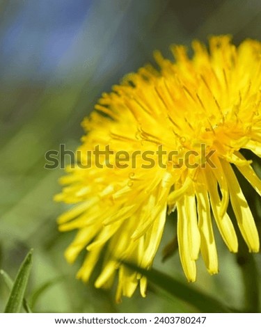 Beautiful natural images of dandelion flowers in HD, 4K quality
