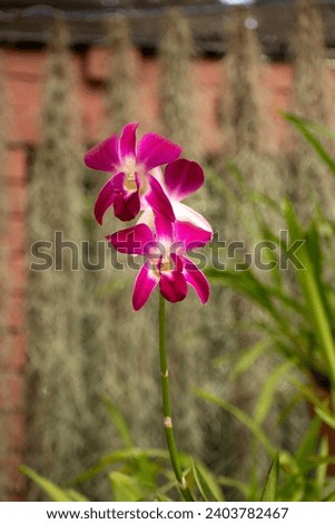 A picture of Dendrobium bigibbum commonly known as Cooktown orchid or mauve butterfly orchid