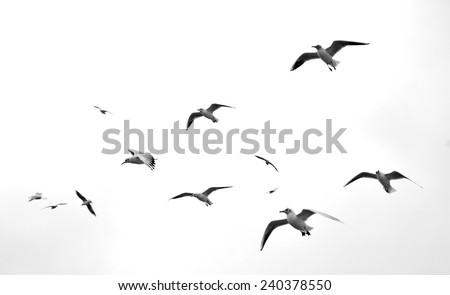 flaying seagulls Royalty-Free Stock Photo #240378550