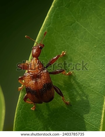 Weevils are beetles belonging to the superfamily Curculionoidea, known for their elongated snouts
