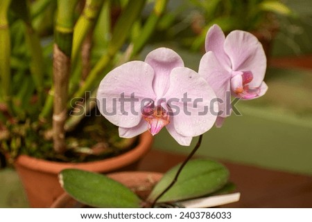 Picture of Phalaenopsis, also known as moth orchids, is a genus of about seventy species of plants in the family Orchidaceae