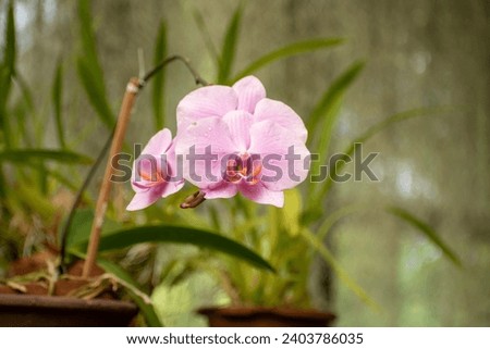 Picture of Phalaenopsis, also known as moth orchids, is a genus of about seventy species of plants in the family Orchidaceae
