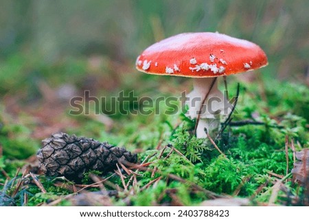 Mature Amanita Muscaria, Known as the Fly Agaric or Fly Amanita: Healing and Medicinal Mushroom with Red Cap Growing in Forest. Can Be Used for Micro Dosing, Spiritual Practices and Shaman Rituals Royalty-Free Stock Photo #2403788423